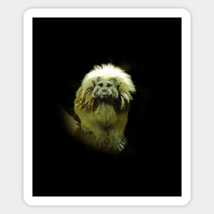 Cotton-top tamarin Sticker